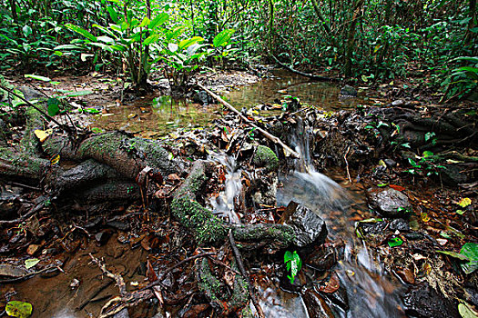 溪流,热带雨林,国家公园,喀麦隆