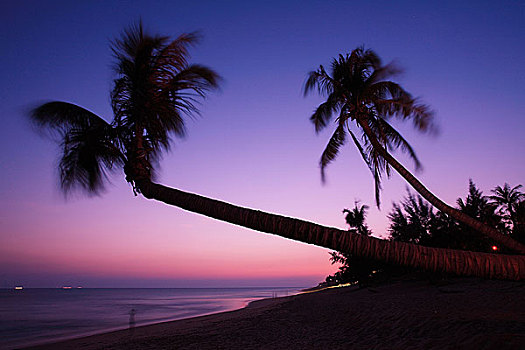棕榈树,旁侧,海洋,日落,三亚,中国