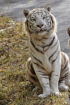 野生动物-白虎