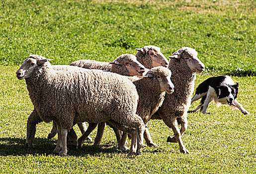 纯种动物,博德牧羊犬,转,绵羊