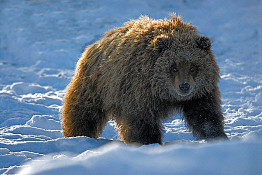 棕熊,熊,幼兽,站立,雪,阿拉斯加,美国