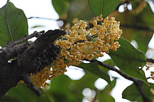 桂花桂树桂花树