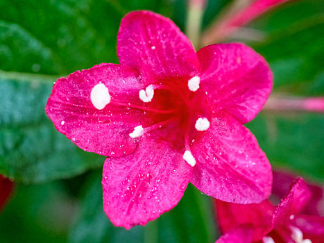 红王子锦带花的特写