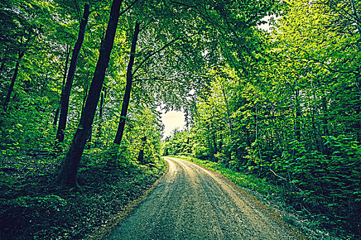 道路,通过,绿色,树林,乡村