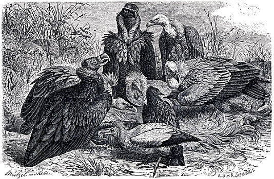 插画,左边,秃鹰,埃及,半狮半鹫的怪兽