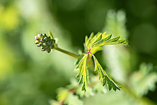 草药,天然药物