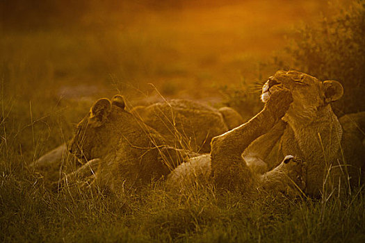 狮子,休息,玩,晚上,太阳,乔贝国家公园,博茨瓦纳