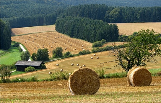 农业,风景
