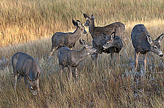 长耳鹿,骡鹿,站立,高草,卡斯特州立公园,南达科他,美国