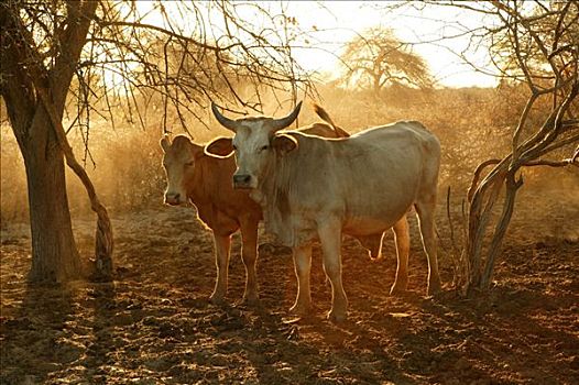 牛,围挡,博茨瓦纳,非洲
