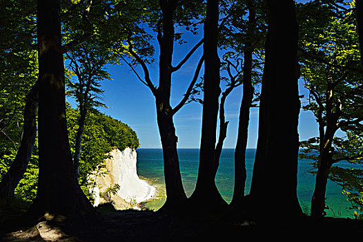 白垩断崖,剪影,树干,雅斯蒙德国家公园,吕根岛,梅克伦堡州,德国