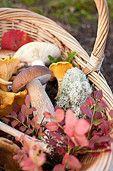 篮子,蘑菇,秋叶
