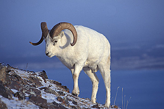 美国,阿拉斯加,野大白羊,公羊,白大角羊,走,向上,山,斜坡,季节