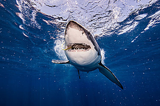 水下视角,大白鲨,诱饵,嘴,坎佩切,墨西哥