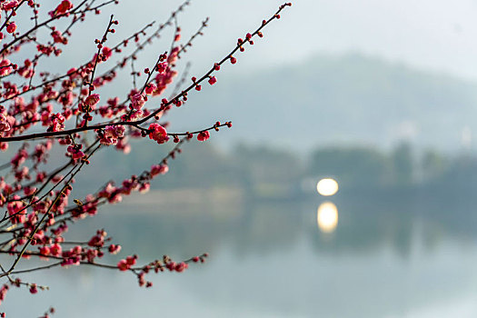 长沙西湖公园的梅花