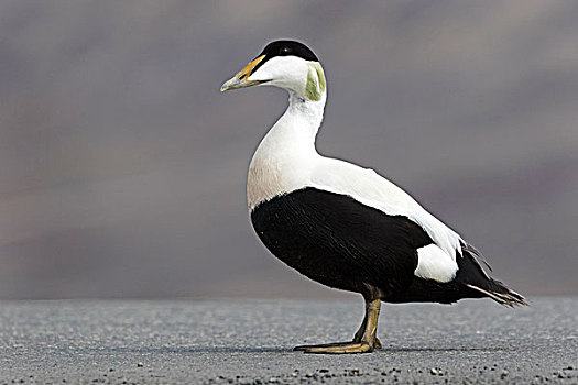 绒鸭,雄性,朗伊尔城,斯匹次卑尔根岛,斯瓦尔巴特群岛,挪威,欧洲