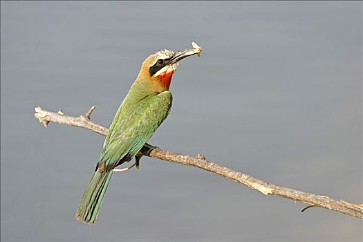 食蜂鸟,捕获,蝴蝶,赞比西河,纳米比亚,非洲