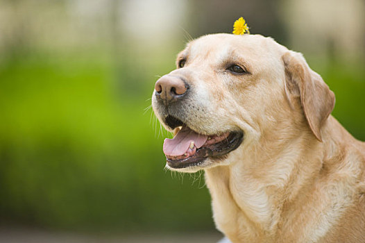 拉布拉多犬