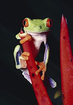 红眼树蛙,雨林,哥斯达黎加