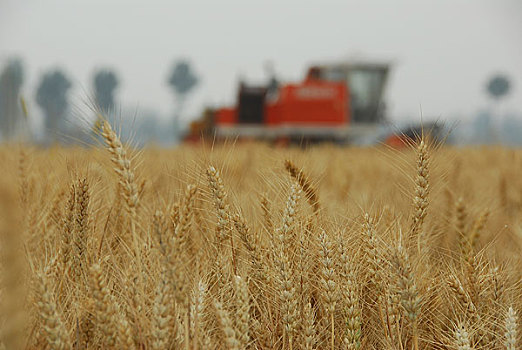 农村麦收季节麦田里的一片繁忙景象