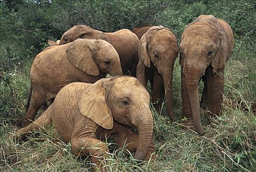 非洲象,幼小,内罗毕国家公园,肯尼亚