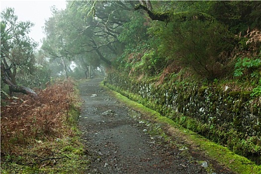 树林,马德拉岛