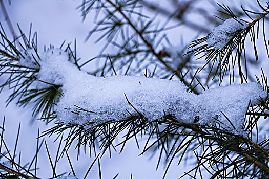 雪中的树枝,创意,植物,艺术,风光,自然,绿色,特写,枝叶,素材,雪松,侧柏,棕,雪