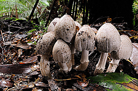 蘑菇,山林,维多利亚,澳大利亚