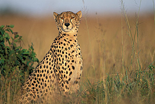 肯尼亚,马萨伊,禁猎区,紧,头像,印度豹,猎豹,坐,高,热带草原,草,日落