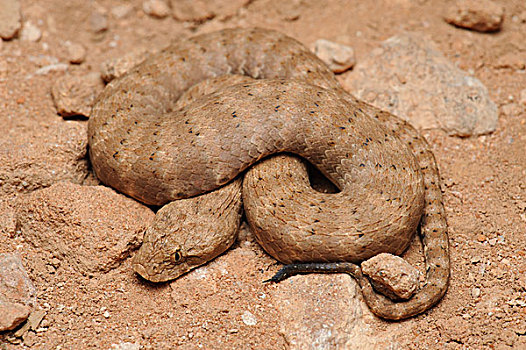 死亡,蝰蛇,西澳大利亚州,澳大利亚