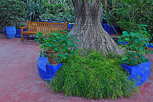 植物园,树,植物,玛拉喀什,摩洛哥