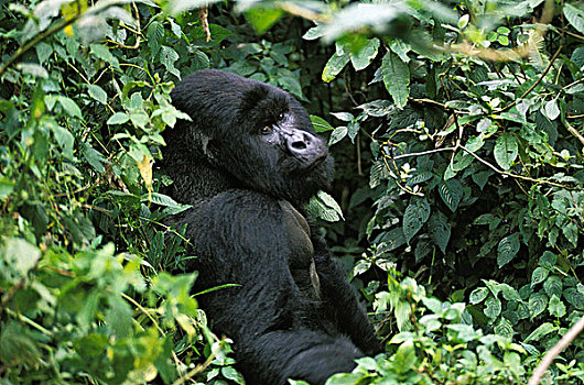 山地大猩猩,大猩猩,银,背影,雄性,公园,卢旺达