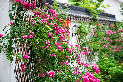 南京不老村风景