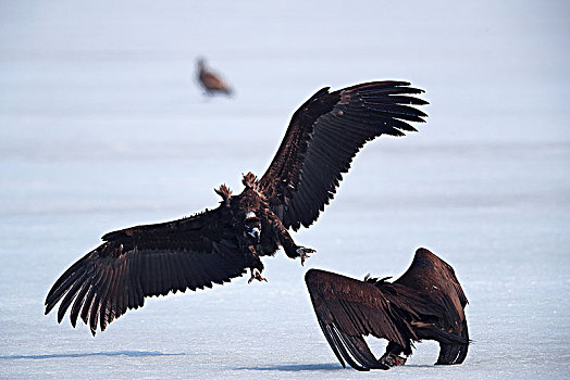 雪地中争斗的秃鹫