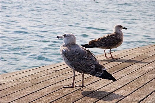 海鸥,巴塞罗那,港口