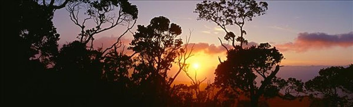 夏威夷,考艾岛,卡拉拉乌谷,树,剪影,日落,粉色,橙色,云,金色