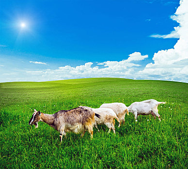 山羊,草场,青草,草地