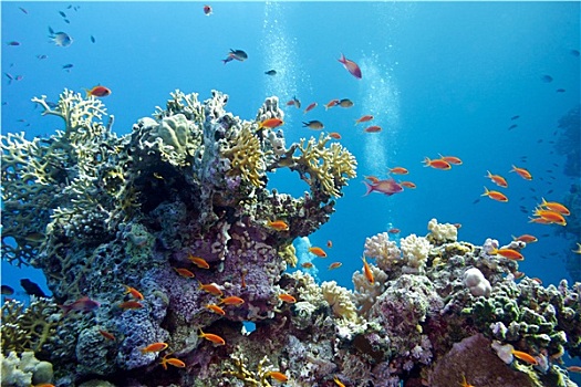 珊瑚礁,珊瑚,异域风情,鱼,仰视,热带,海洋,蓝色背景,水,背景