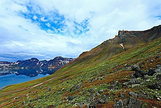 长白山天池高山花卉