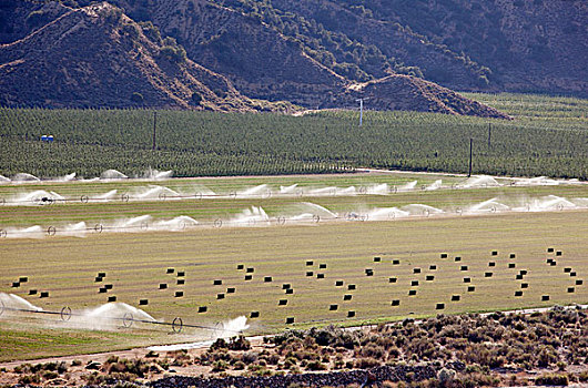 灌溉,作物,山谷,加利福尼亚,美国