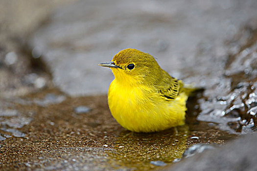 黄色,鸣禽,成年,鸟,佛罗伦萨岛,加拉帕戈斯,厄瓜多尔,南美