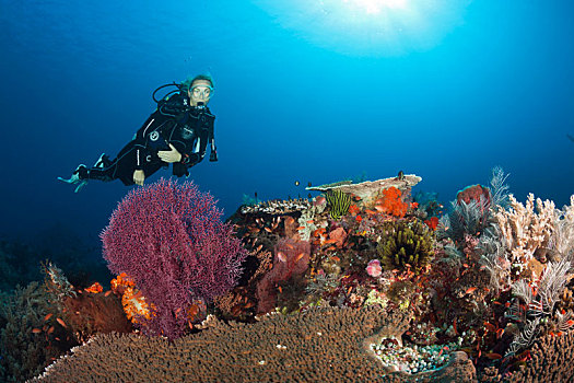 潜水,珊瑚礁,科莫多国家公园,印度尼西亚