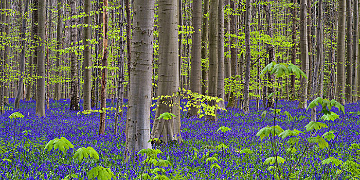 野风信子,蓝铃花,自然保护区,比利时