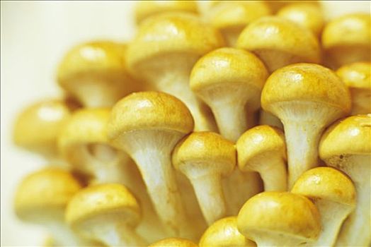 许多,金色,蘑菇