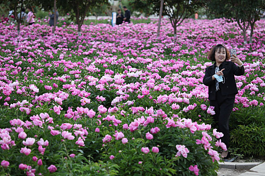 新疆哈密,芍药牡丹花开满园,市民休闲好去处