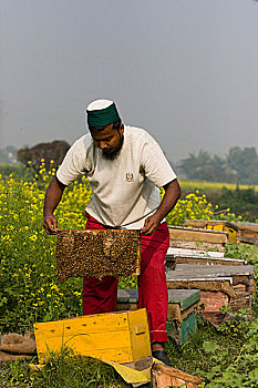 一个,男人,展示,蜂蜜,篮子,移动,采蜜,农作物,芥末,地点,孟加拉,一月,2009年