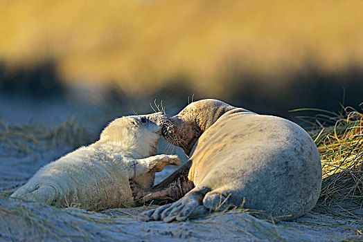 灰海豹,雌性,幼仔,赫尔戈兰岛,沙丘,北海,岛屿,石荷州,德国