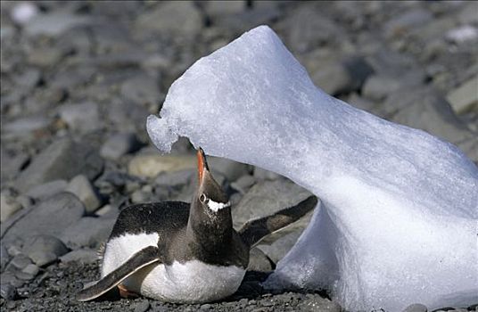巴布亚企鹅,冰,水,南极