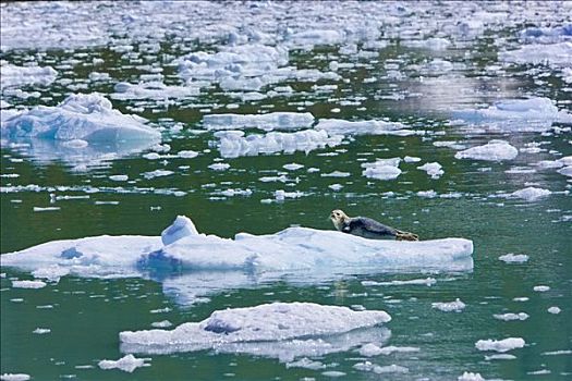 斑海豹,休息,冰山,峡湾,威廉王子湾,阿拉斯加