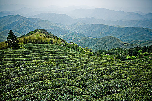 茶園